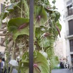 Arte floral al corpus 2013 Valencia