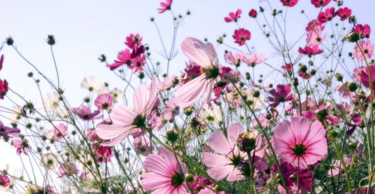 flores de temporada