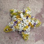 estrellas de flores