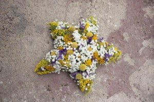 estrellas de flores
