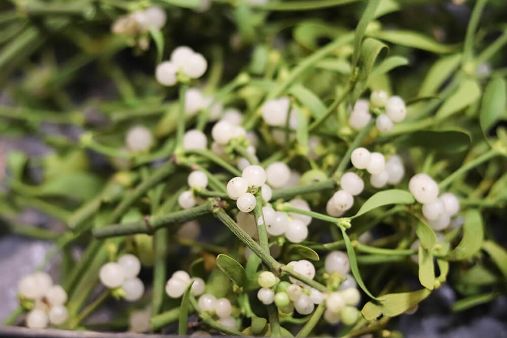 muérdago planta mágica