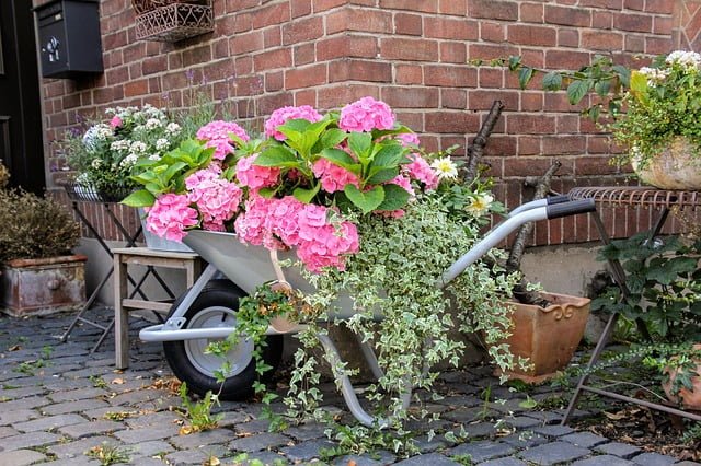 cómo cuidar la hortensia