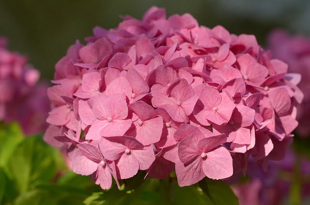 cómo cuidar la hortensia
