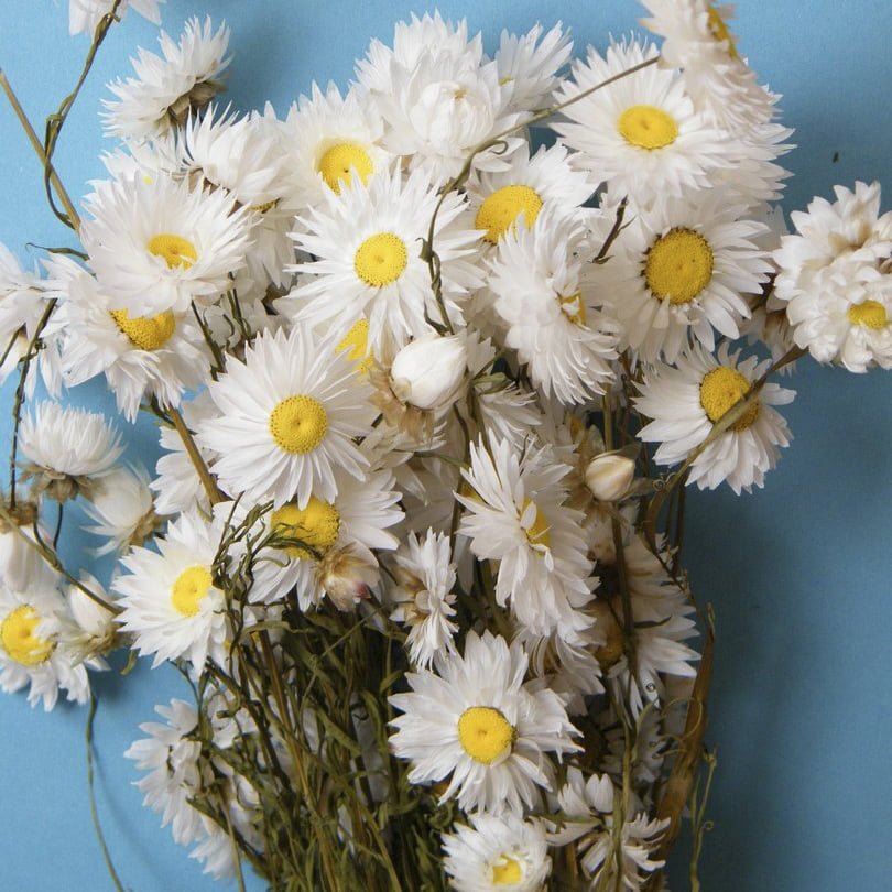 flores secas