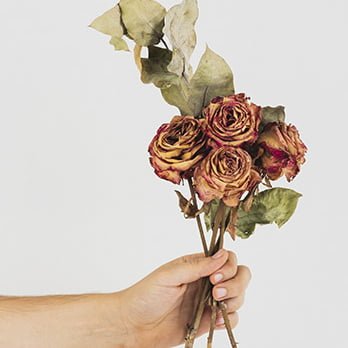 flores secas