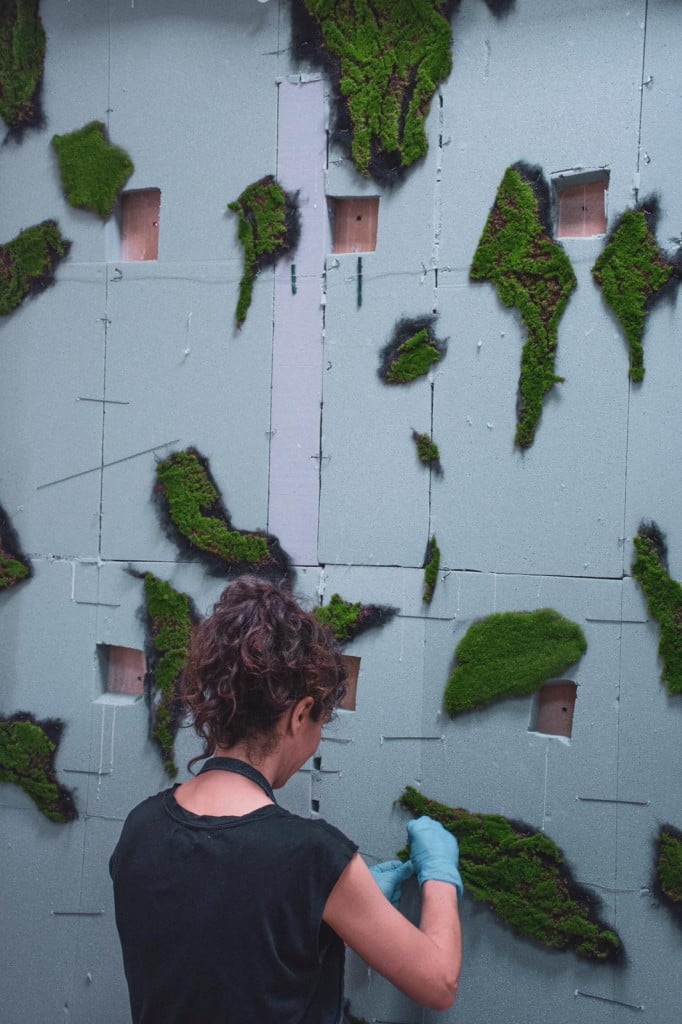 cuadros de plantas