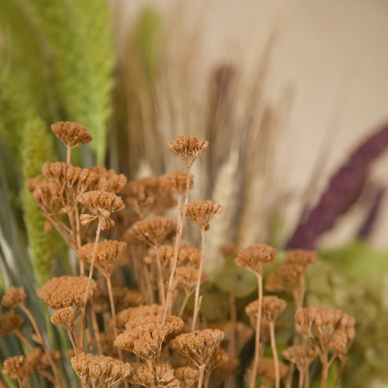 Detalle de Achillea marrón